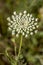 Wild plant, scientific name; Daucus carota