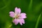 A wild plant is showing its large pistil in its calyx like purplish flower