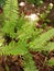 wild plant, unique leaf shape and green. Beautiful.