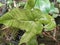 wild plant with uniquely shaped green leaves