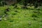 Wild Plant Vegetation in the High Altitude Area of Ganzi, Sichuan