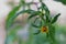 Wild plant with yellow flowers - Devil`s beggarticks; Bidens frondosa