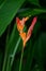 Wild Plantain Heliconia Caribaea opened