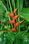 Wild Plantain Opened Heliconia Caribaea