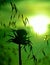 Wild plants backlit at sunrise, oats and milk thistle