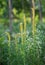 Wild plants blooming with yellow flowers in forest