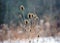 Wild plants covered by fresh snow after winter storm