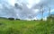 Wild plants, fields and old trees near, Crosshils, Keighley, UK