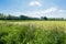 Wild plants flowering and overblown in the springtime