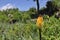 Wild plants and flowers at the Ethiopian alpine plateau