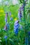 Wild plants - herbs and flowers. Mouse peas. Climbing plant with blue flowers