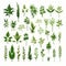 Wild Plants And Herbs Vector Illustration: Detailed, Realistic, And Naturalistic Designs