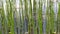 wild plants. Horsetail sprouts growing in water close-up