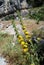 Wild plants inEl Torcal National Park.