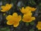 wild plants. Marsh marigold flowers (Caltha palustris) close-up