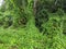 wild plants on the outskirts of a rocky promontory in a village in Indonesia 19