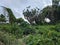 wild plants on the outskirts of a rocky promontory in a village in Indonesia 25