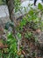 wild plants on the outskirts of a rocky promontory in a village in Indonesia 6