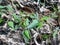 wild plants on the outskirts of a rocky promontory in a village in Indonesia 8