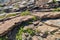 Wild plants on rocky shores