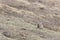 Wild Plateau Pika Ochotona curzoniae in Tibet