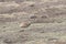 Wild Plateau Pika Ochotona curzoniae in Tibet