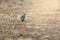 Wild Plateau Pika Ochotona curzoniae in Tibet