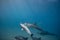 Wild playful dolphins underwater in deep blue ocean