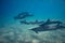 Wild playful dolphins underwater in deep blue ocean