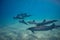Wild playful dolphins underwater in deep blue ocean