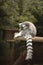 Wild and Playful: A Lemur\\\'s Tale