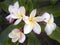 Wild Plumeria Flower, Maui, Hawaii