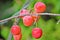 Wild plums on bare branch