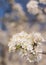 Wild plums blooming with clusters of white blooms