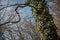 Wild poison ivy lianas climbing on old tree in deciduous broadleaf forest