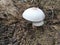 Wild poisonous stinking dapperling mushroom