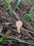 Wild poisonous stinking dapperling mushroom