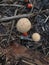 Wild poisonous stinking dapperling mushroom