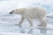 Wild polar bear going in water on pack ice