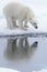 Wild polar bear looking to his reflection in water