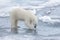 Wild polar bear looking to his reflection in water