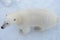 Wild polar bear on pack ice in Arctic sea from top
