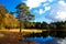 Wild pond in forest