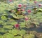 Wild pond with lotuses