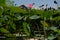 Wild pond with lotuses in the middle of residential buildings, in the suburbs of Almaty