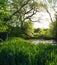 Wild Pond With Water Irises Under Trees in Afternoon Sun