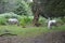 Wild Poneys in the New Forest