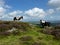 Wild ponies on the Black Mountain in Wales