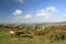 Wild ponies on Bonehill Down