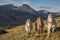 Wild ponies on the carneddau range